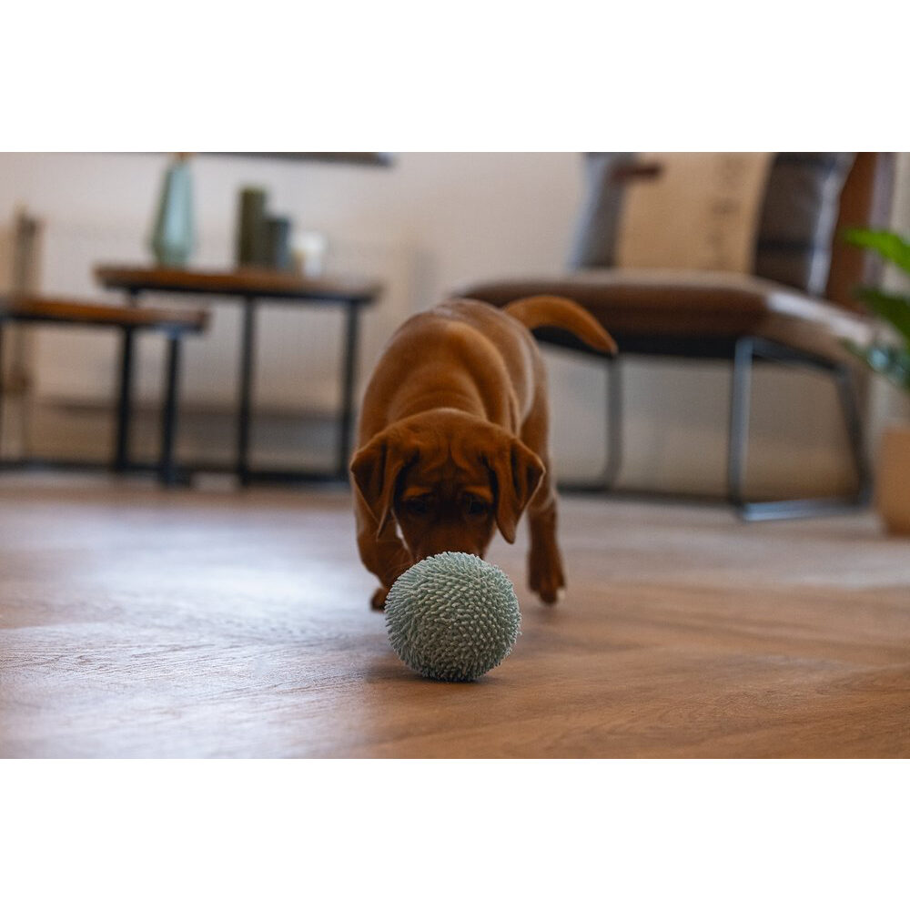 Beeztees Puppy Ball Lily - Blue - ø 10