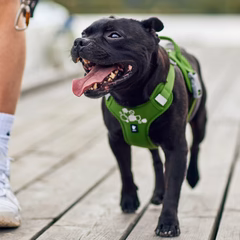 Weekend Warrior Harness II ECO