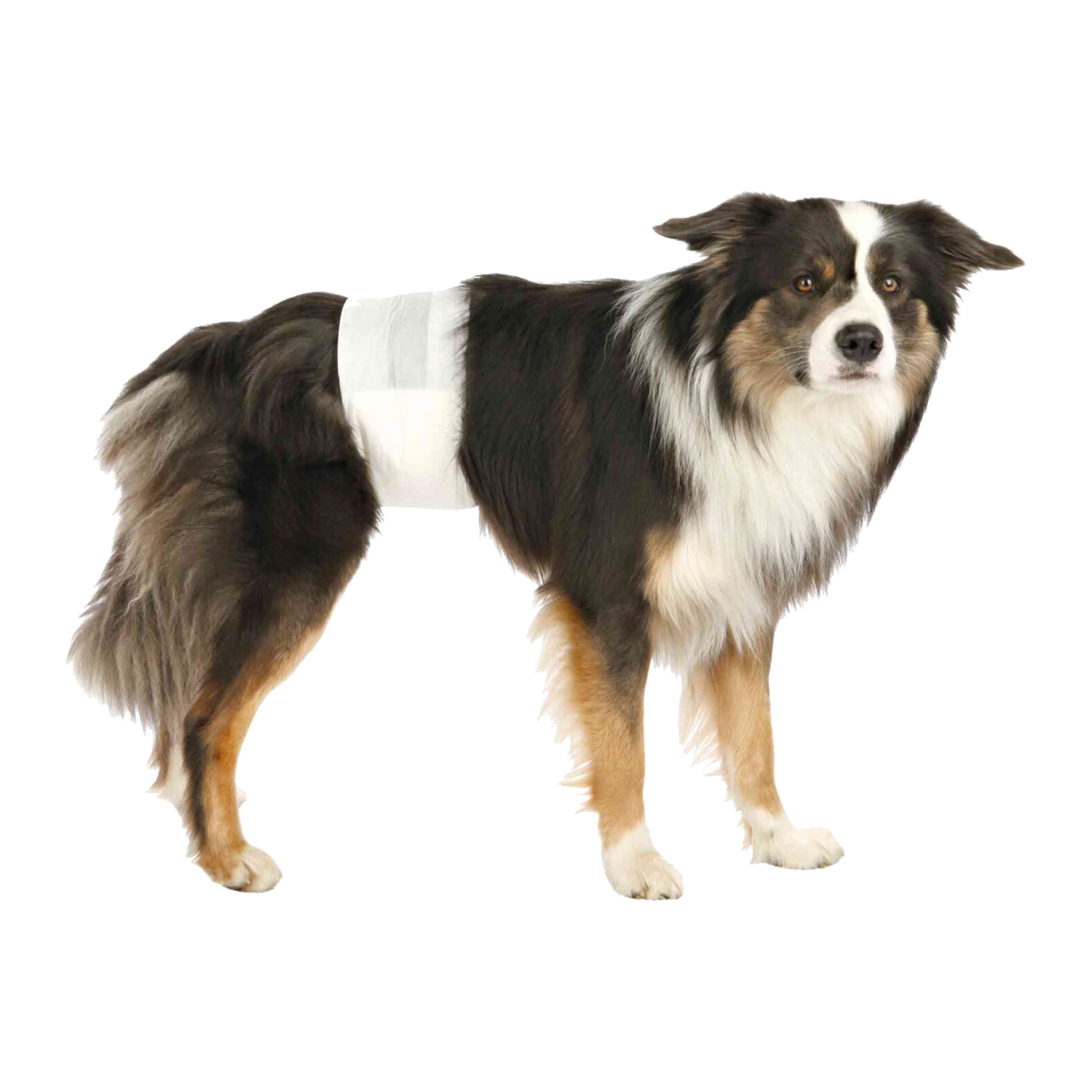 Trixie Nappies for Male Dogs - L/XL - Pack of 12