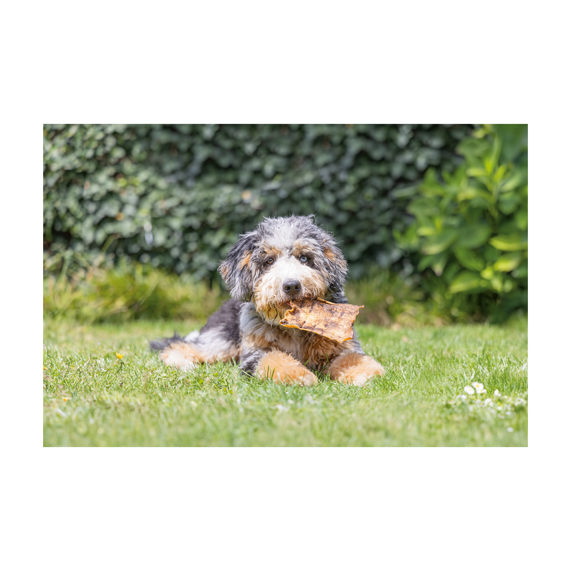 Beeztees Beef Jerkies - 200g