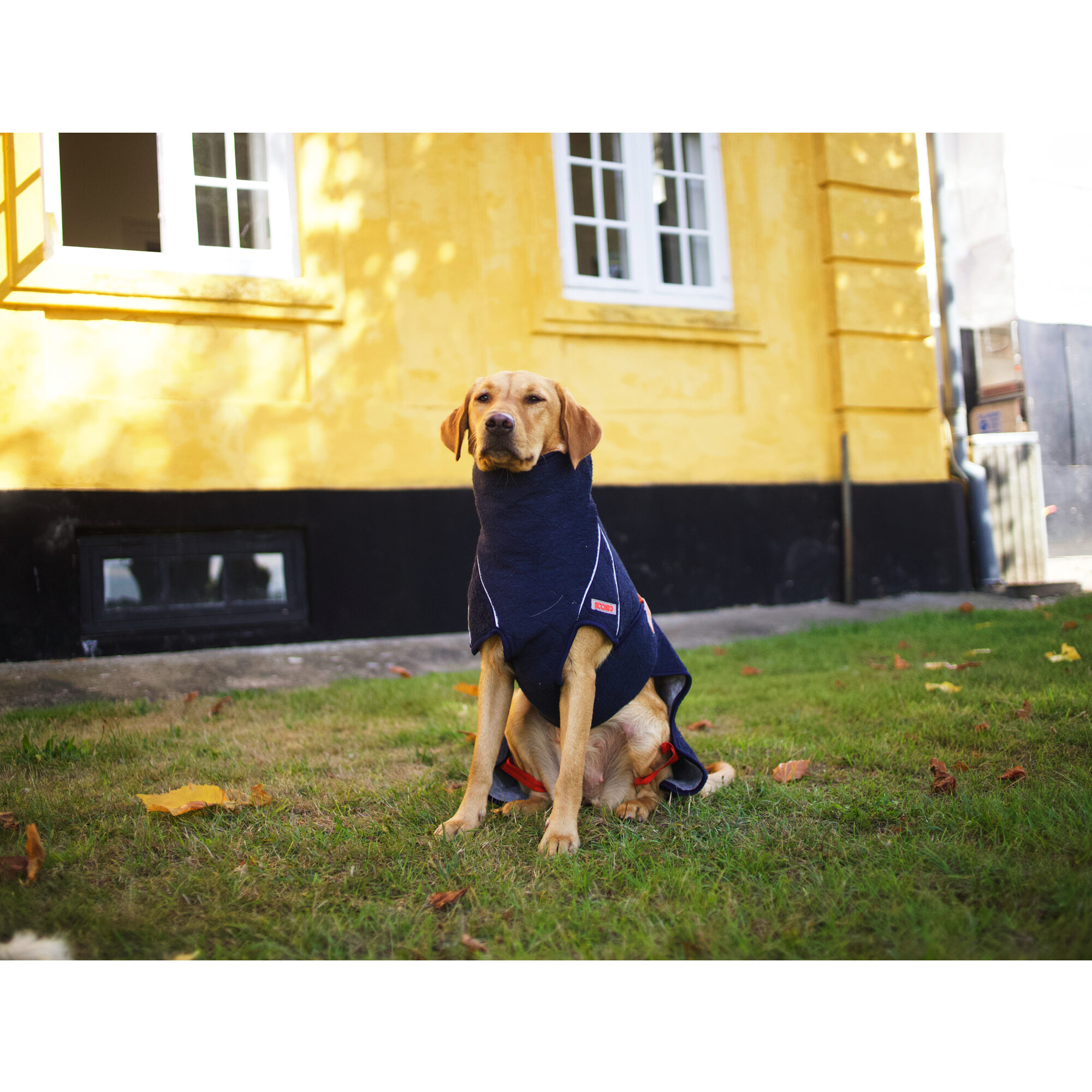 Siccaro WetDog SupremePro 2.0 - Blue Granite - 50