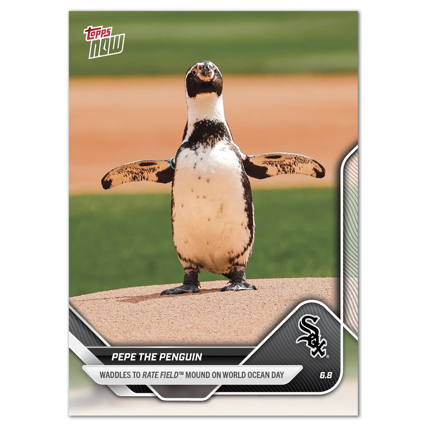 Pepe the Penguin - 2025 MLB Topps NOW® - Card 276