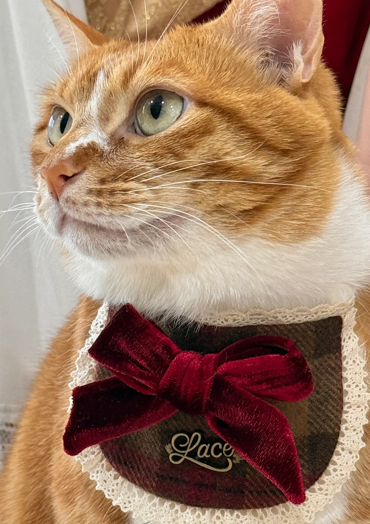 Evil Cat Pet Bib