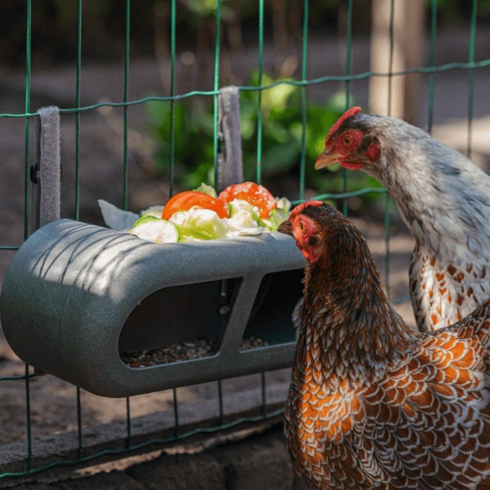 Beeztees Chicken Feeding Bowl - 30 x 14 x 13 cm