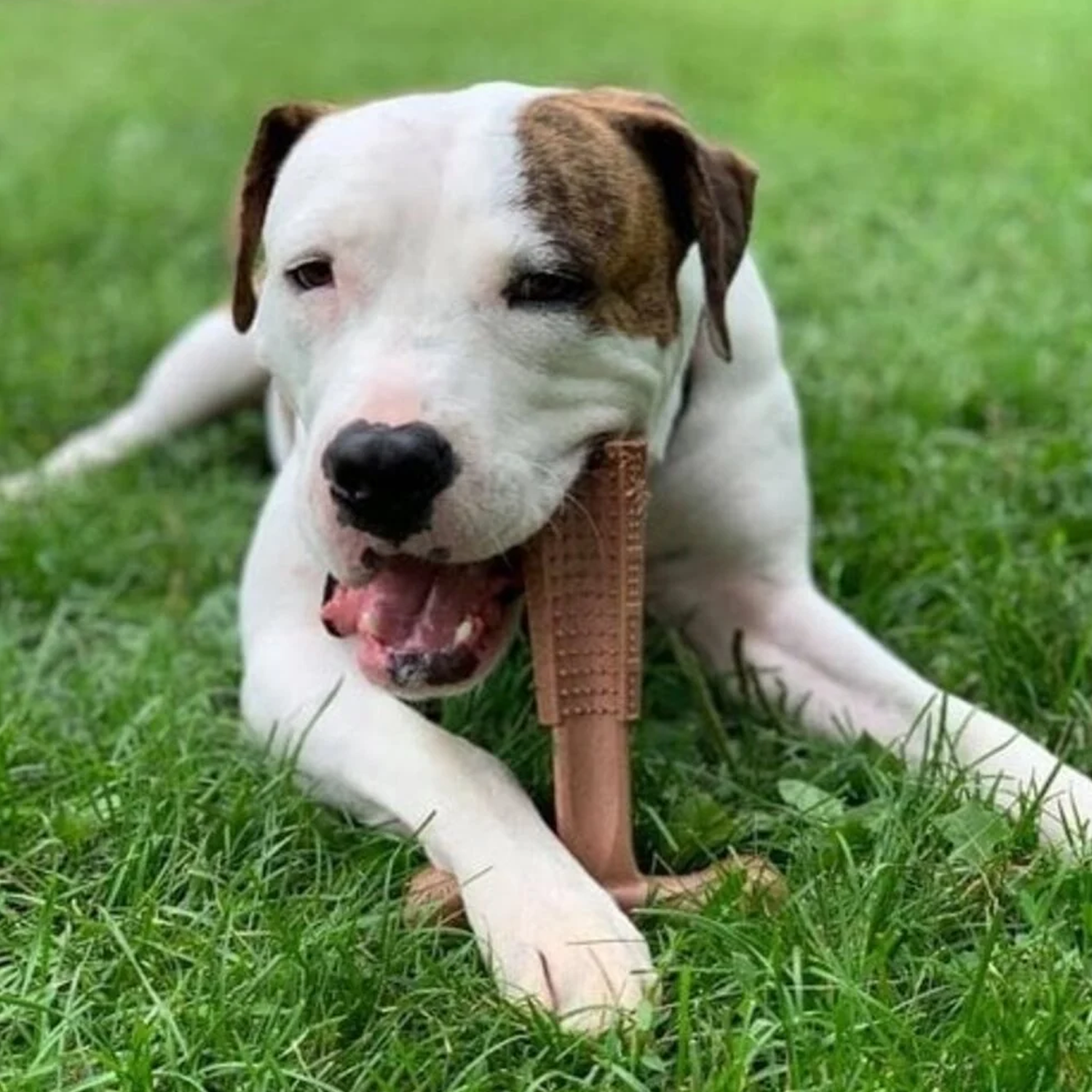 Spot Bam-Bones Plus Easy Grip - S - Chicken