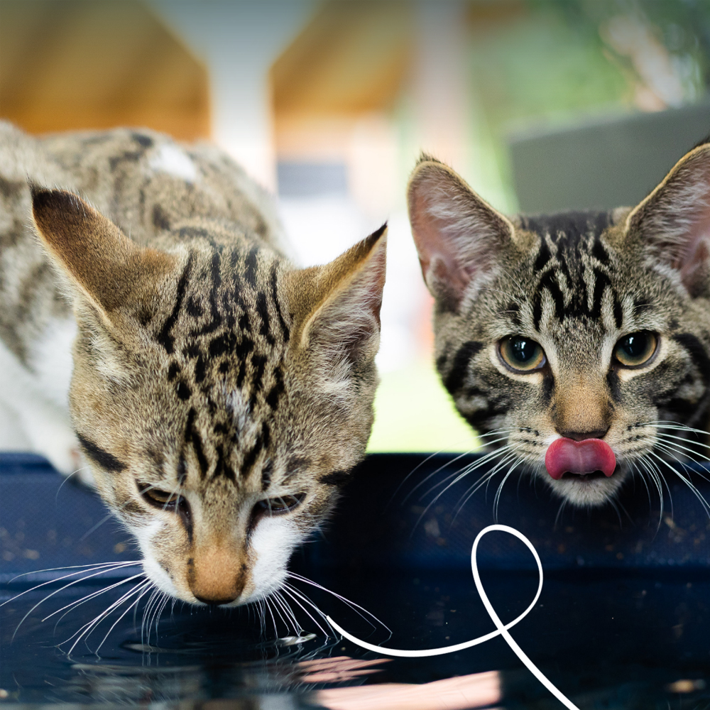 Yarrah Bio Cat Pouch - Chicken in Gravy - 14 x 85 g