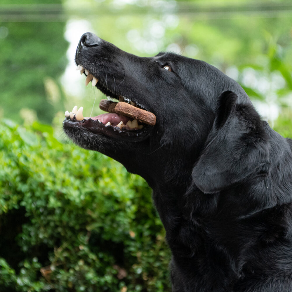 Bugbone Dog Snack - Large