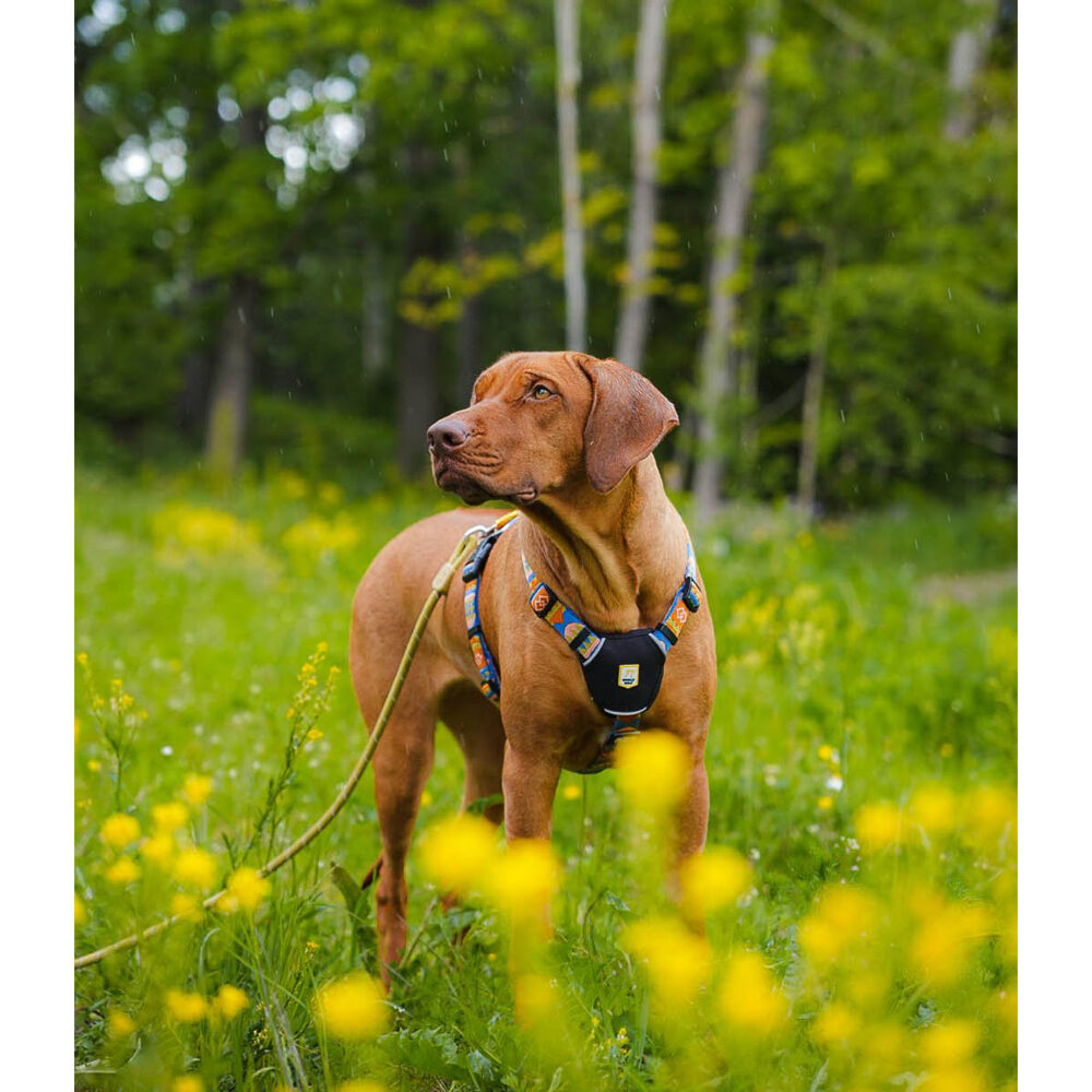 Woolly Wolf -  Nightless Night - Harness - XXS