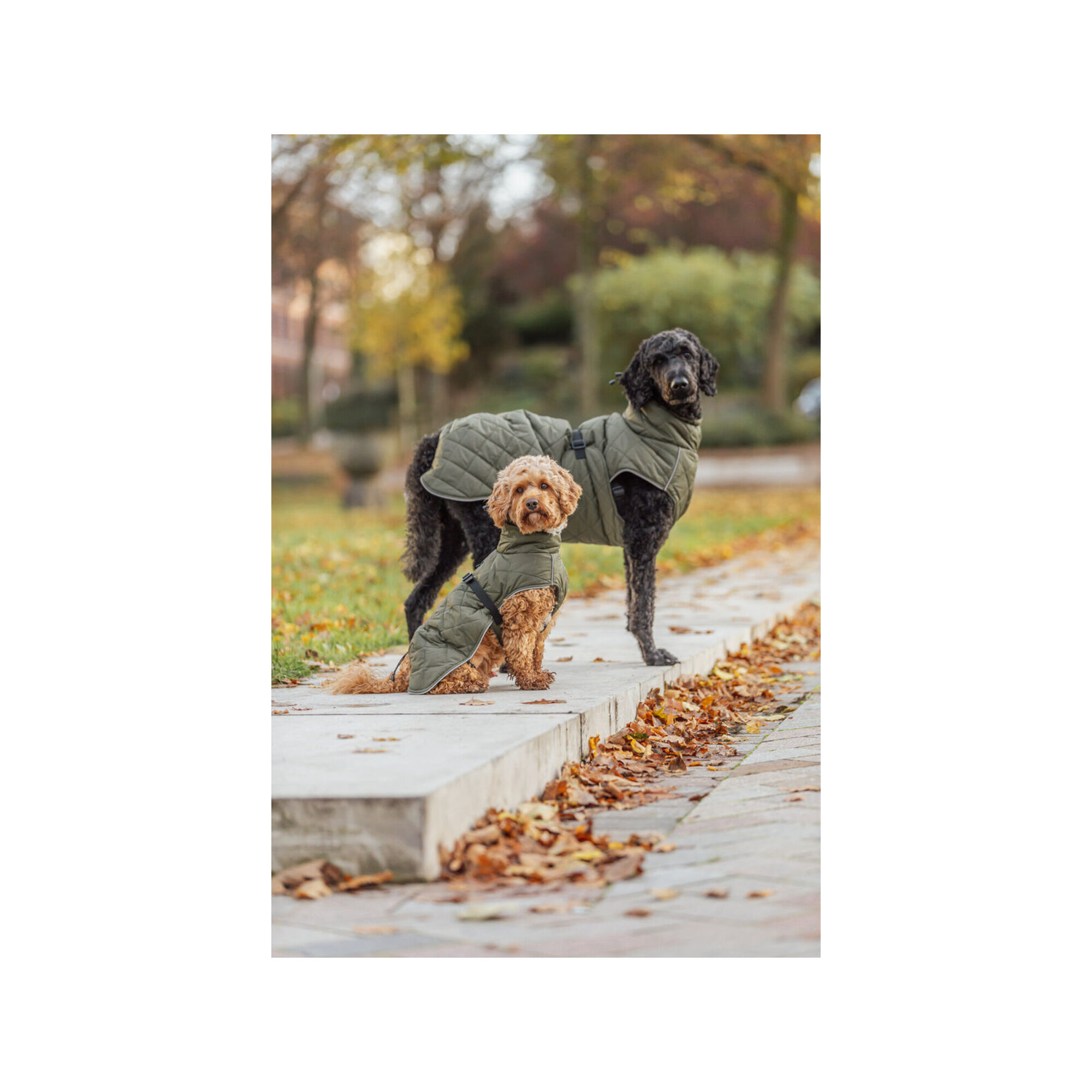 Trixie Dog Coat Minot - Olive green - XS - 30 cm