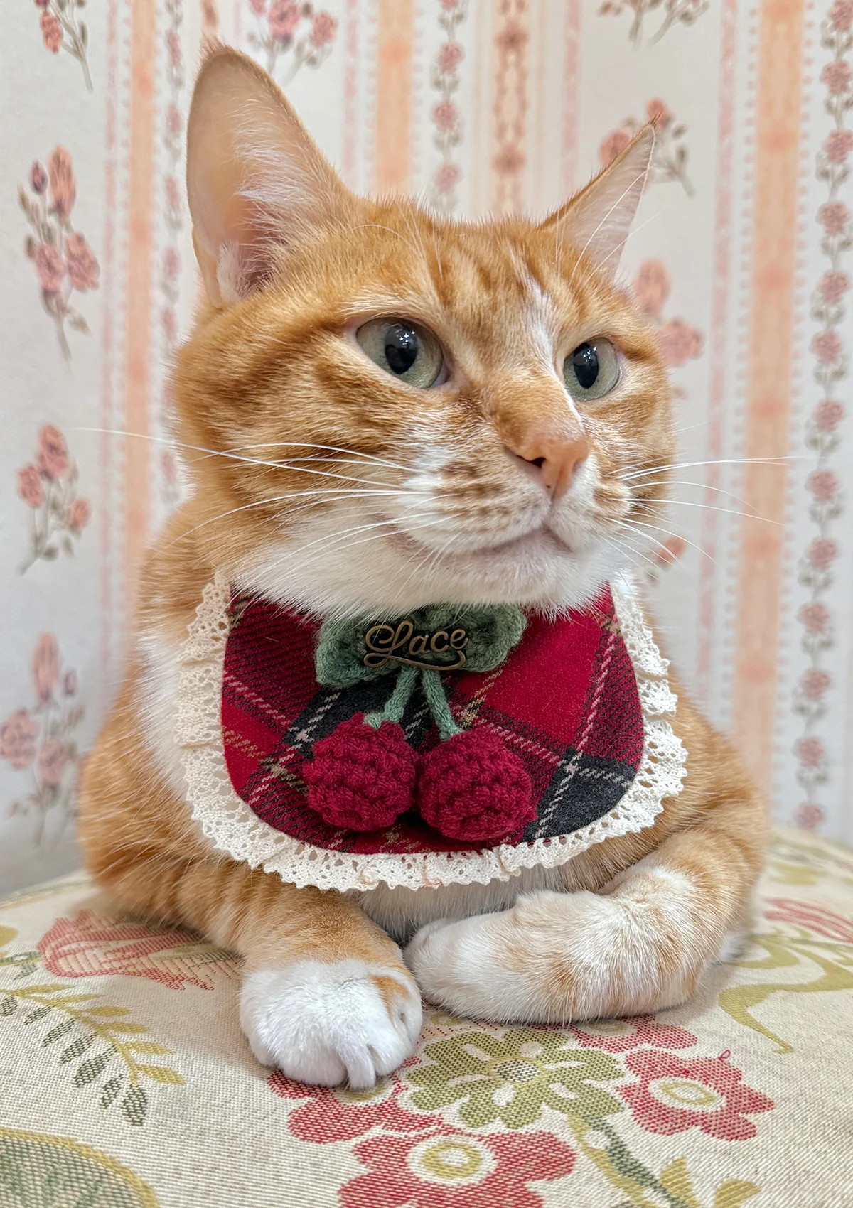 Evil Cat Pet Bib