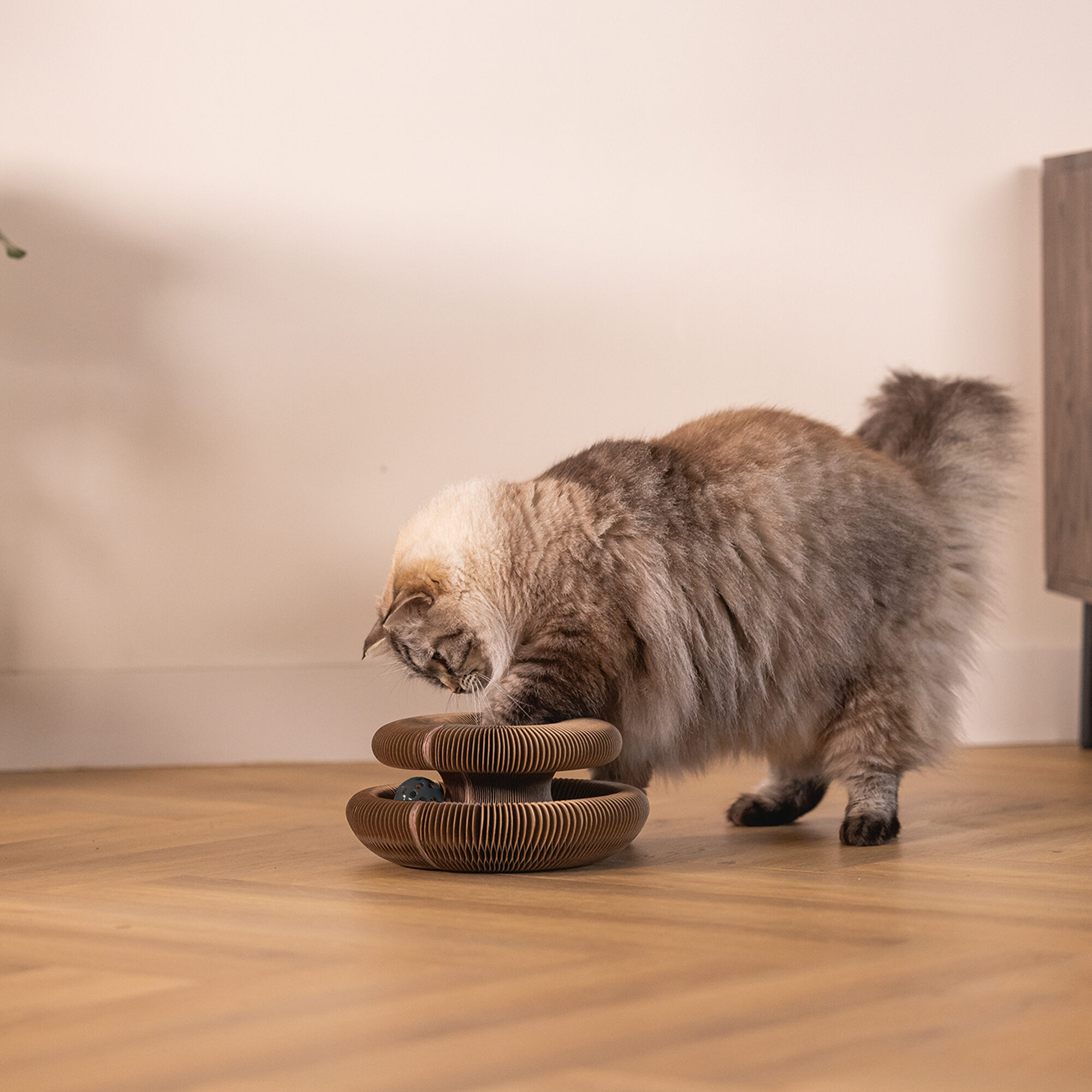 Beeztees Scratch Toy Loet