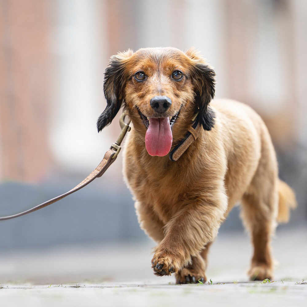 Beeztees Balacron Ax Dog Collar - Faux Leather - Brown - 21-26 cm x 10 mm