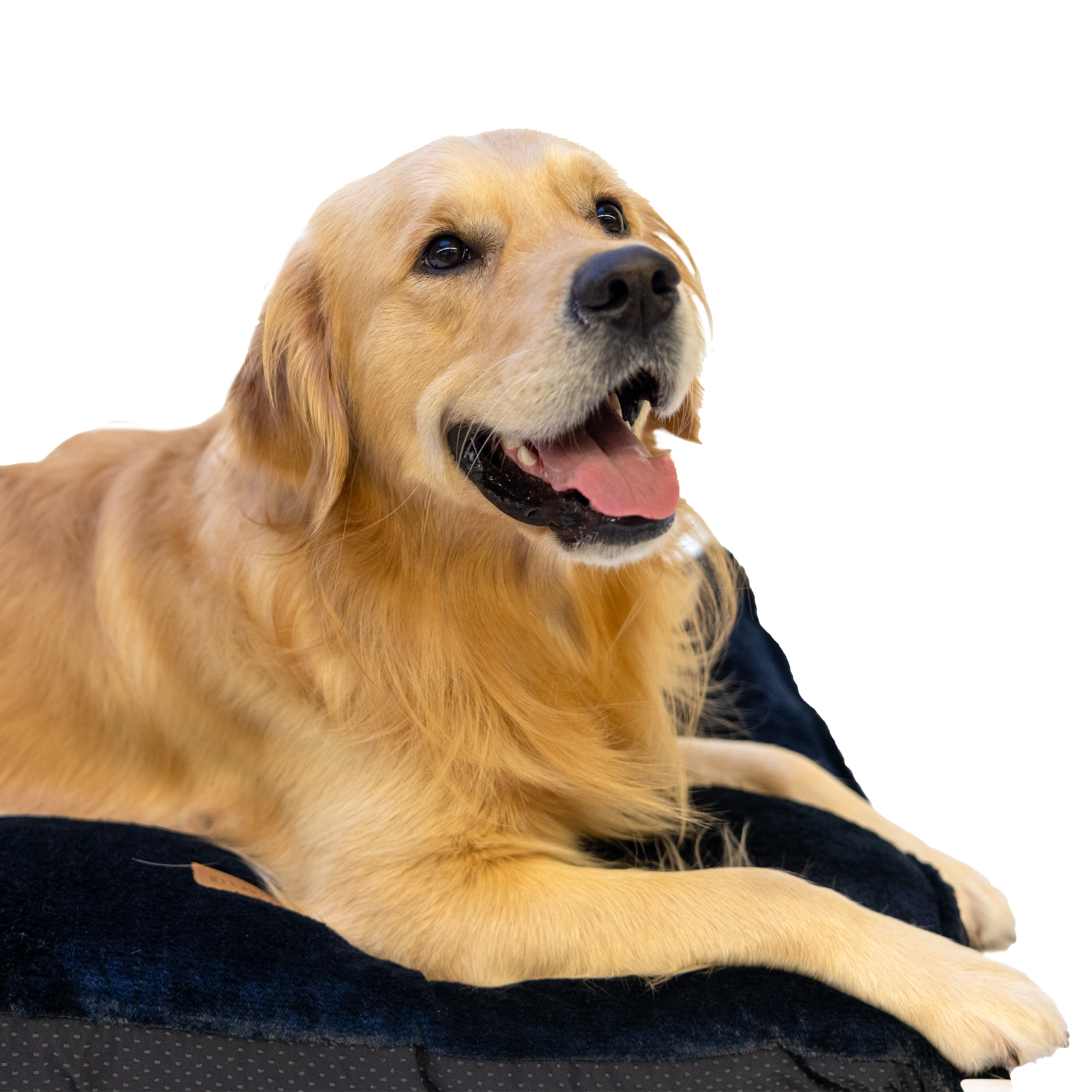 Buckz Dog Cushion Loki - Beige - S