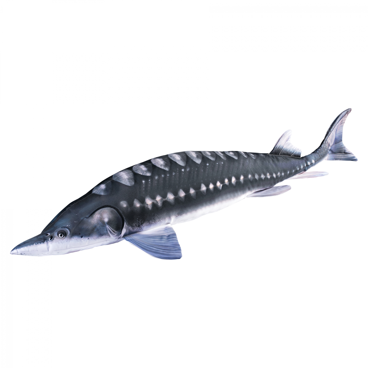 Gaby Cuddly fish sturgeon