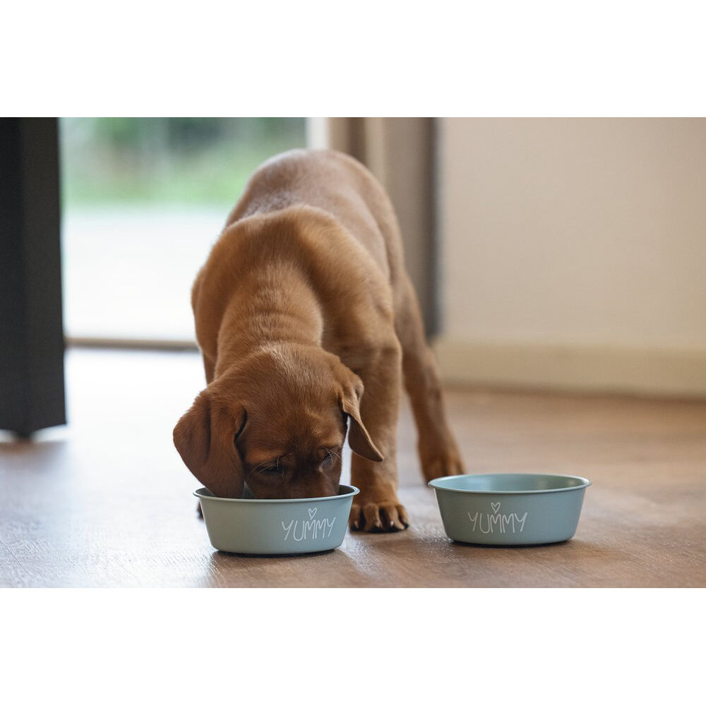 Beeztees Puppy Snoes - Feeding Bowl - Green - 16x16x5.5 cm - 940 ml