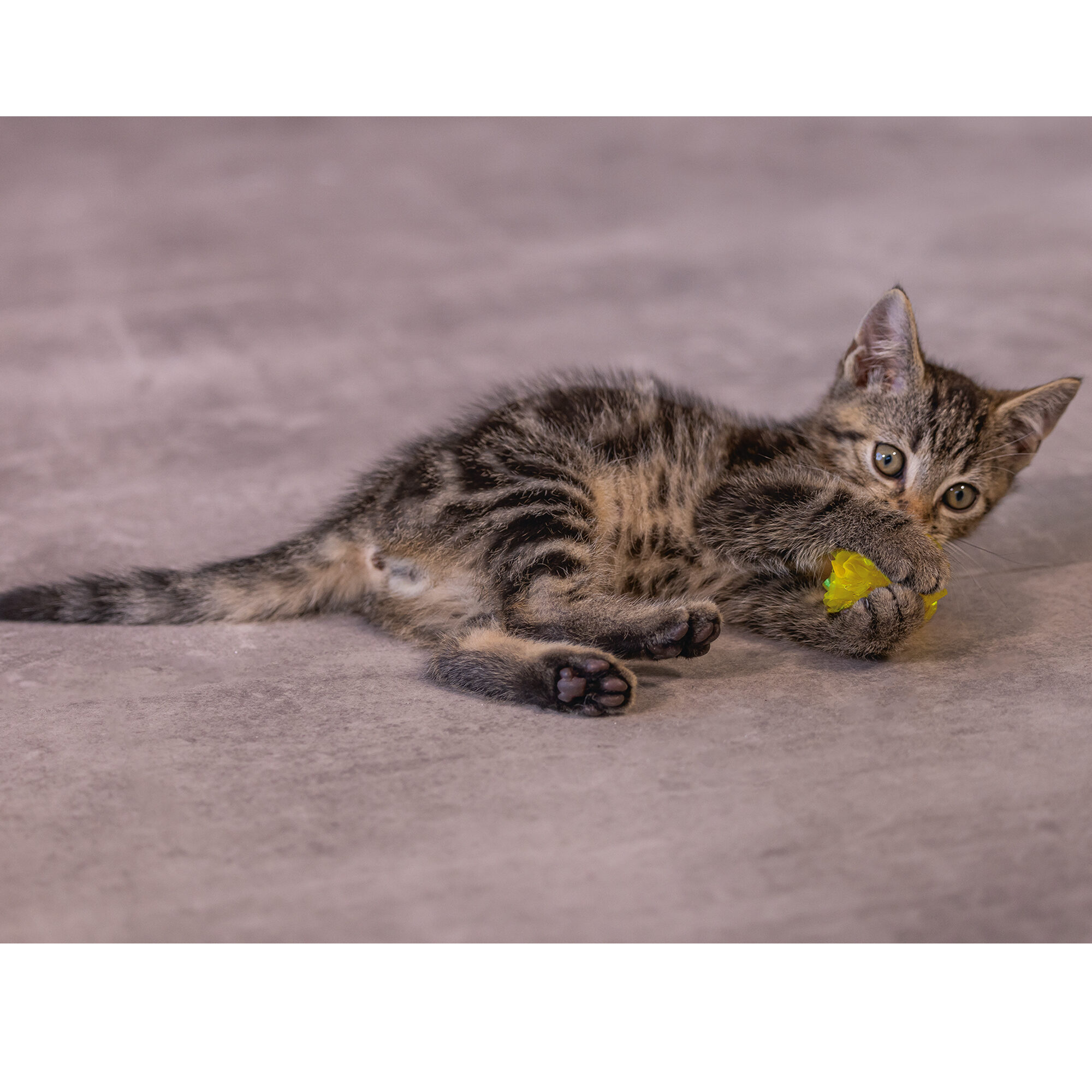 Beeztees Kitten Crinkle Balls - 5 x 5 x 5 cm