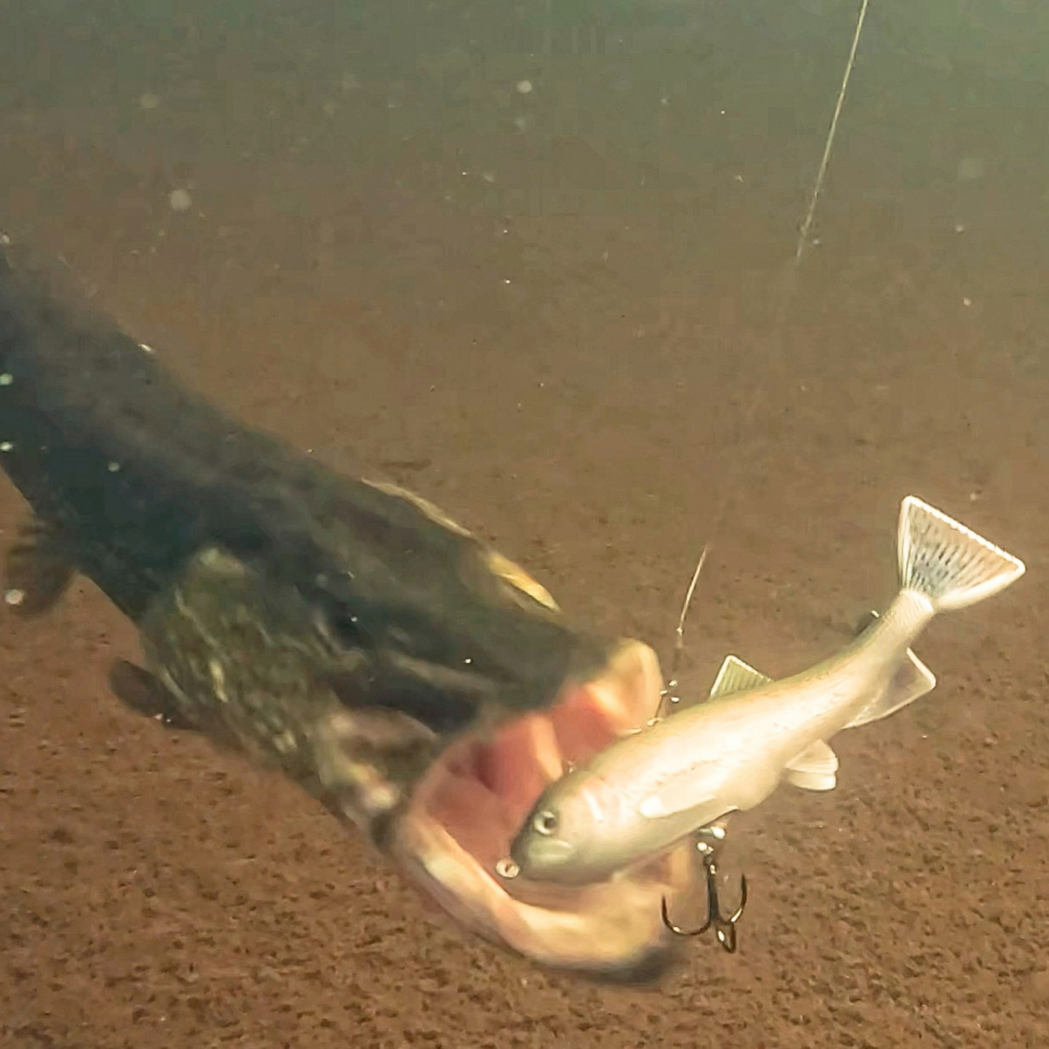 Pulz Bait Trout Kit (Arctic Char)