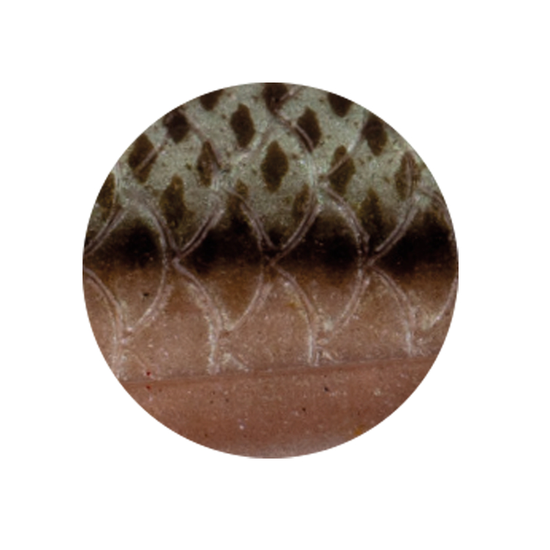 Zeck Zander Pelagi (gherkin)