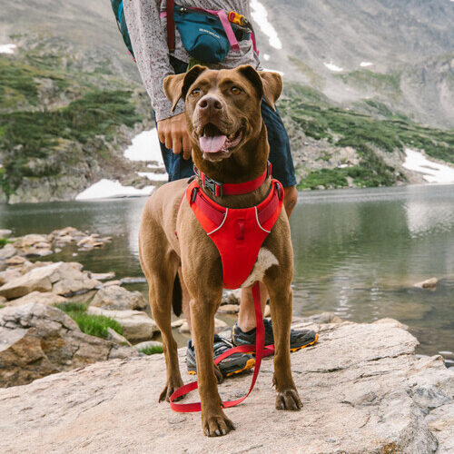 Ruffwear Front Range Harness - S - Basalt Gray