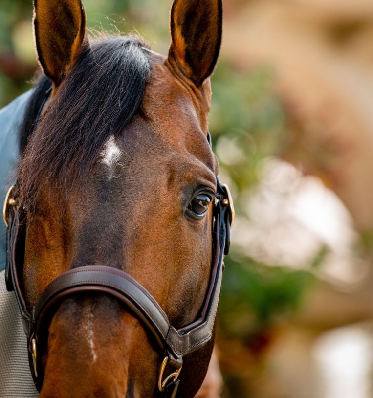 Rambo® Micklem® Headcollar