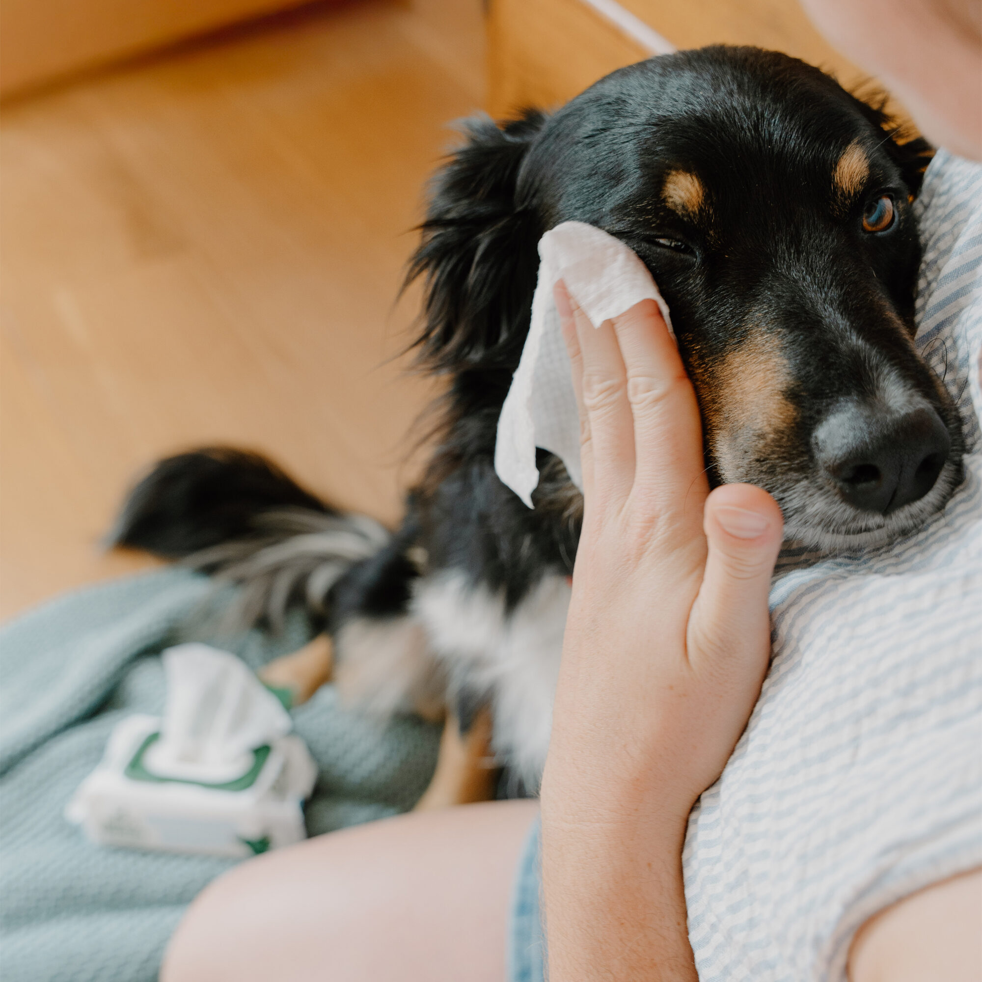 Beco Dog Eye Wipes - 70 units