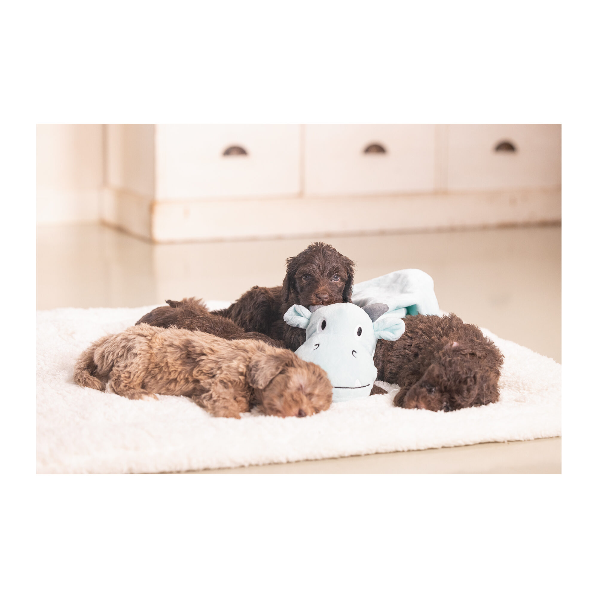 Beeztees Puppy Cuddle Cloth Dragon - Green - 31,5 x 25 x 7,5 cm