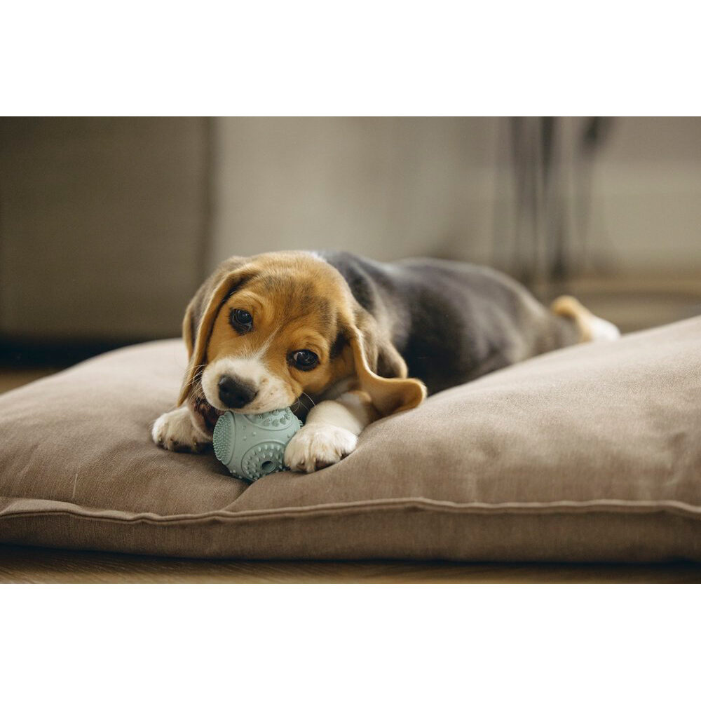 Beeztees Puppy Dental Ball - Green