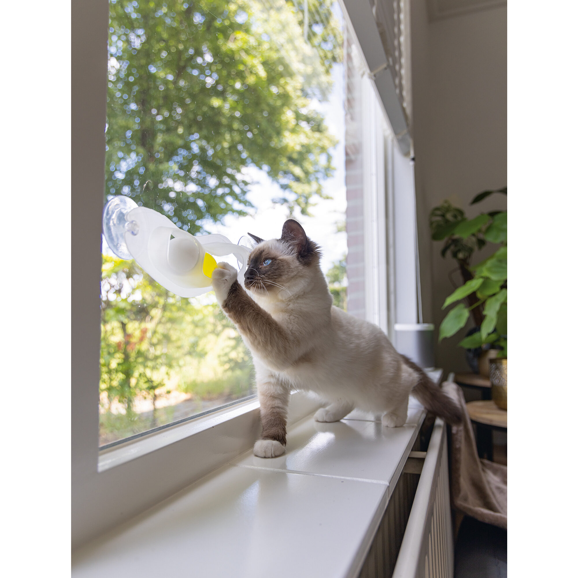 Beeztees Kitten Play Rail Windo - 52 x 4 x 9 cm