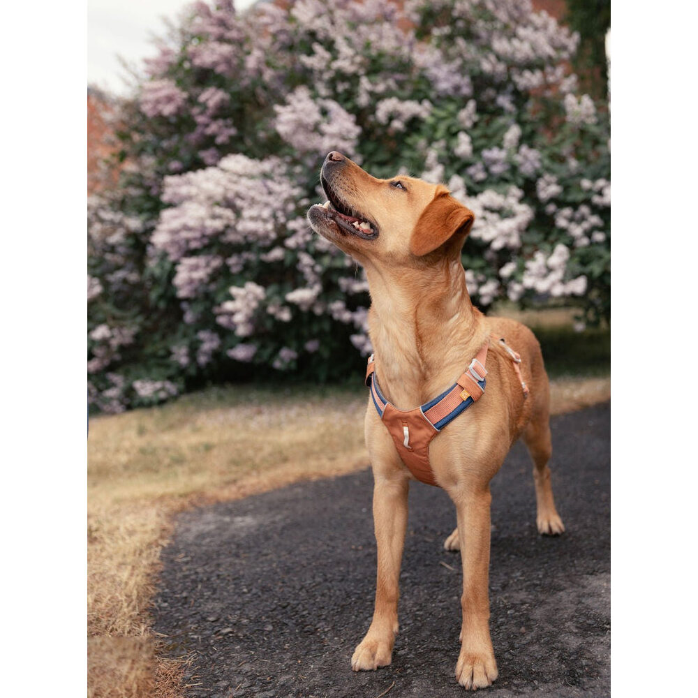 Alpha 360 Harness Glacier Green Mix - XS