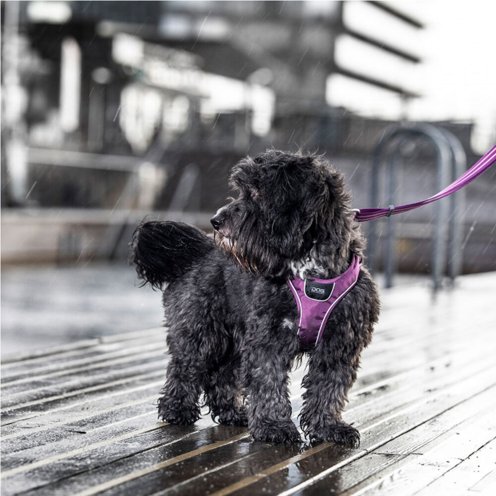 DOG Copenhagen Comfort Walk Go™ Harness  - Purple Passion - M