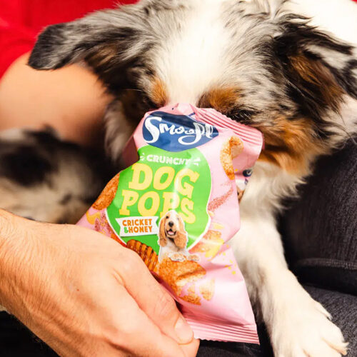 Smoofl Dog Pops - Mushroom & Rosemary - 24 grams