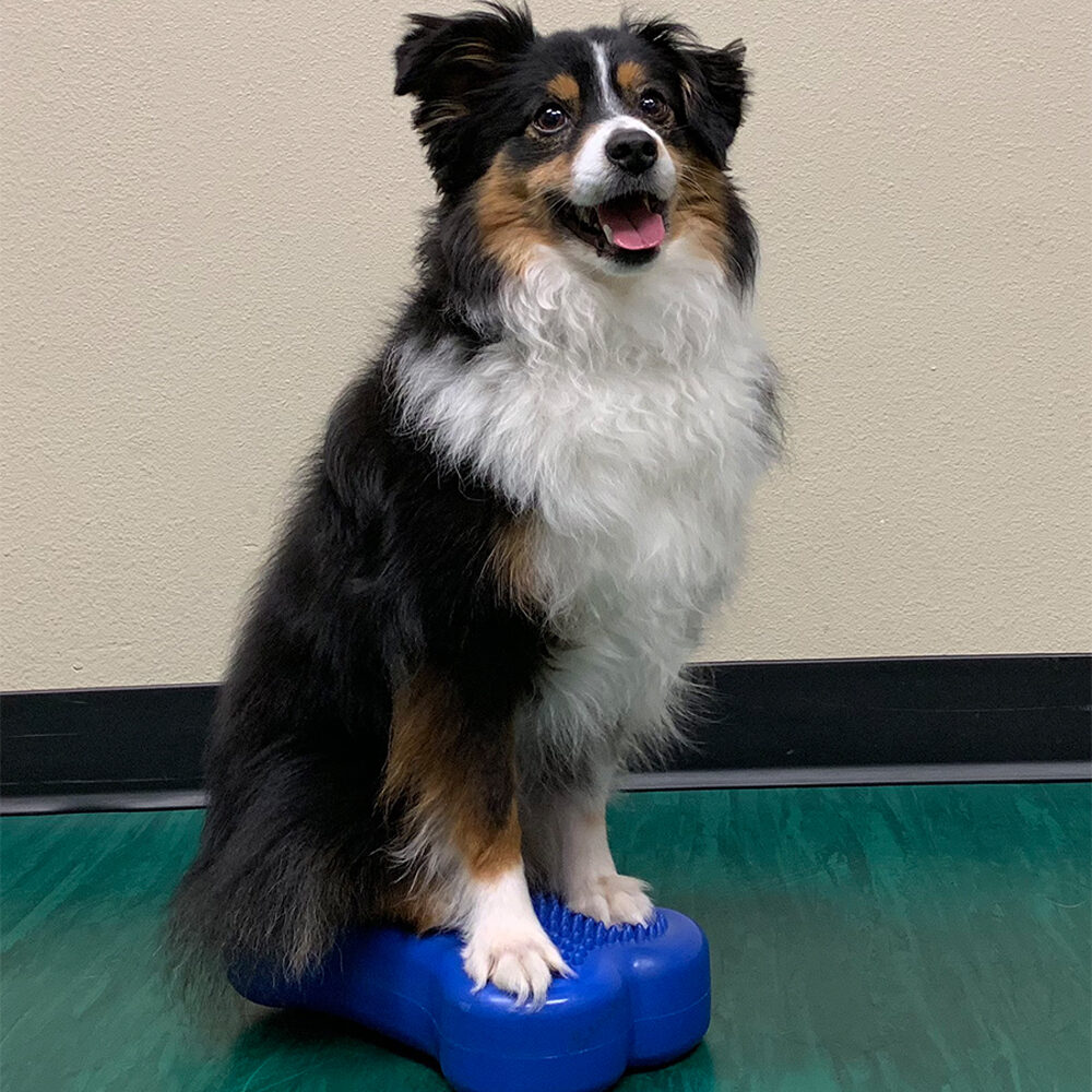 FitPAWS Bone Minis - Set of 2 - Blue