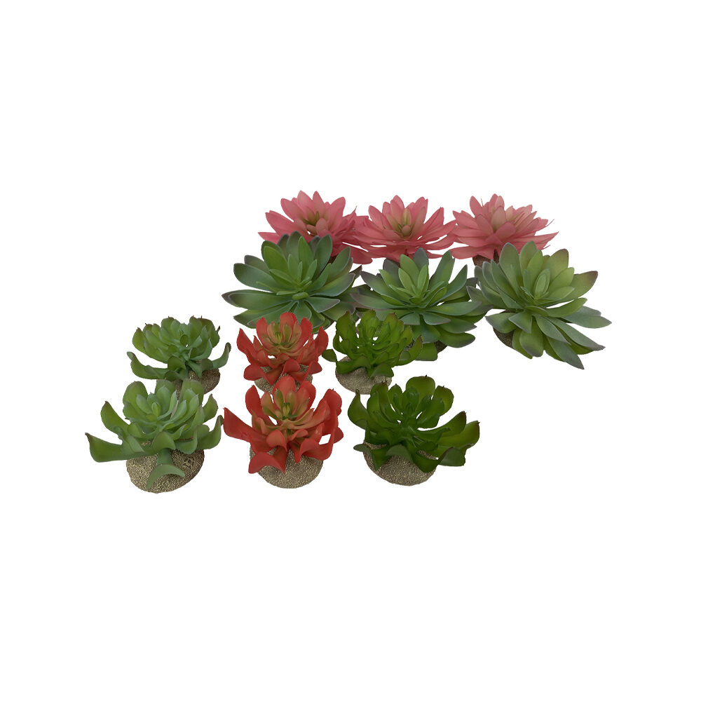 Terra Della Echeveria 1 - 1 piece