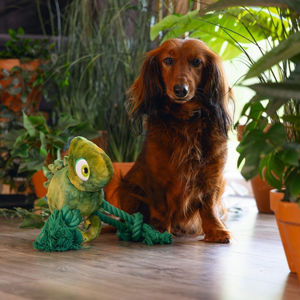 Beeztees Jungle Kodi