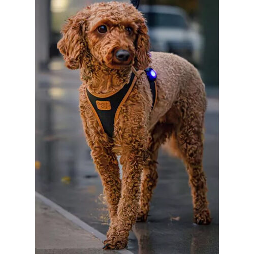 Curli Luumi Safety LED V2 - Blue