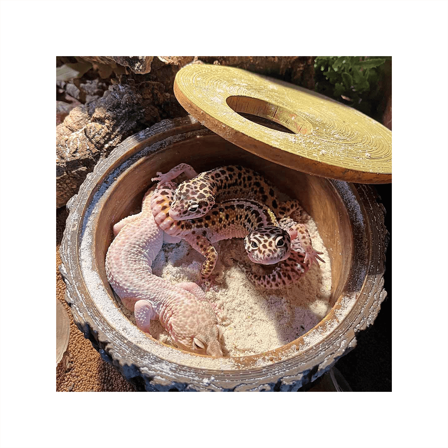 Terra Della Reptile Hideout Tree - Large