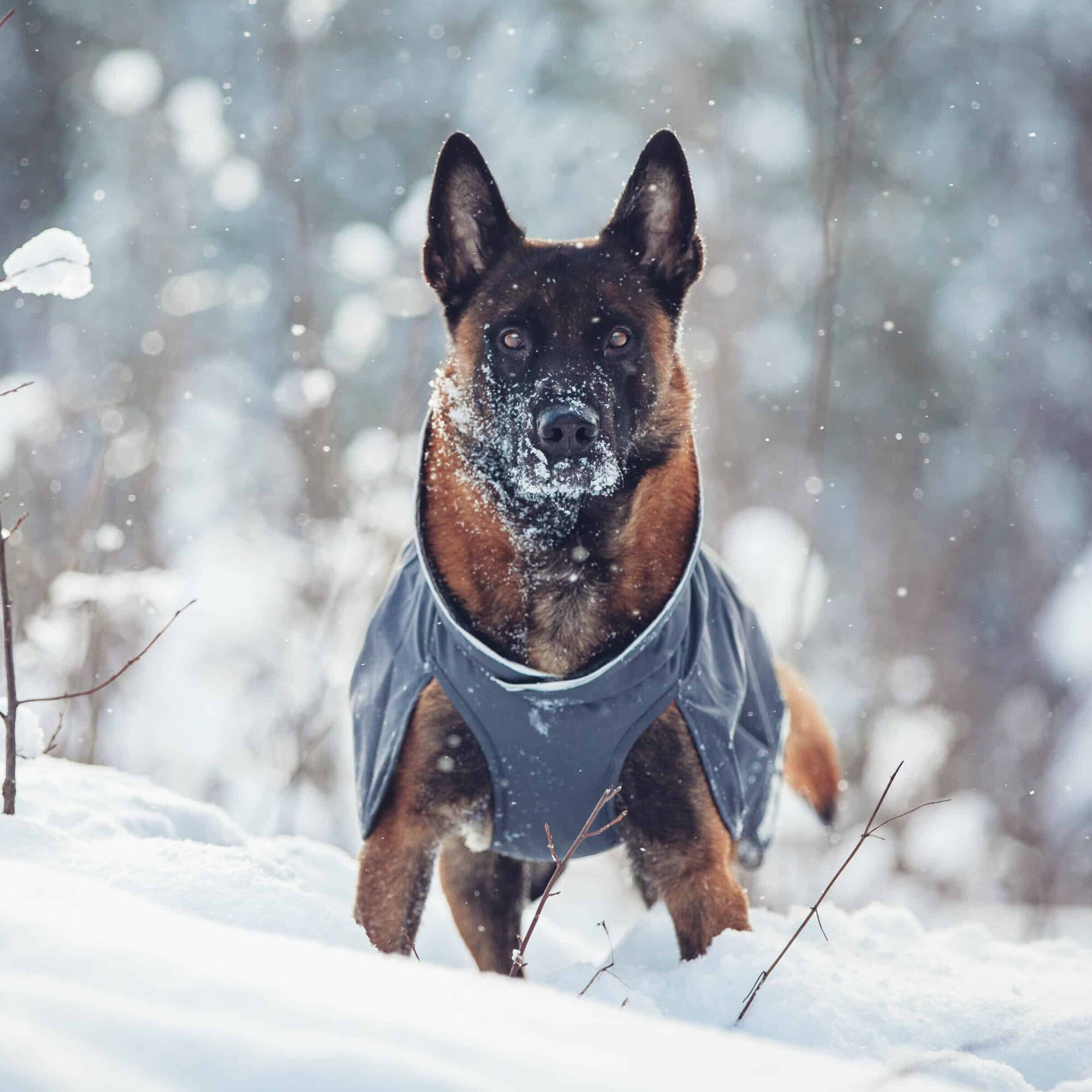 Pomppa Kevyt - Plum - Size 44