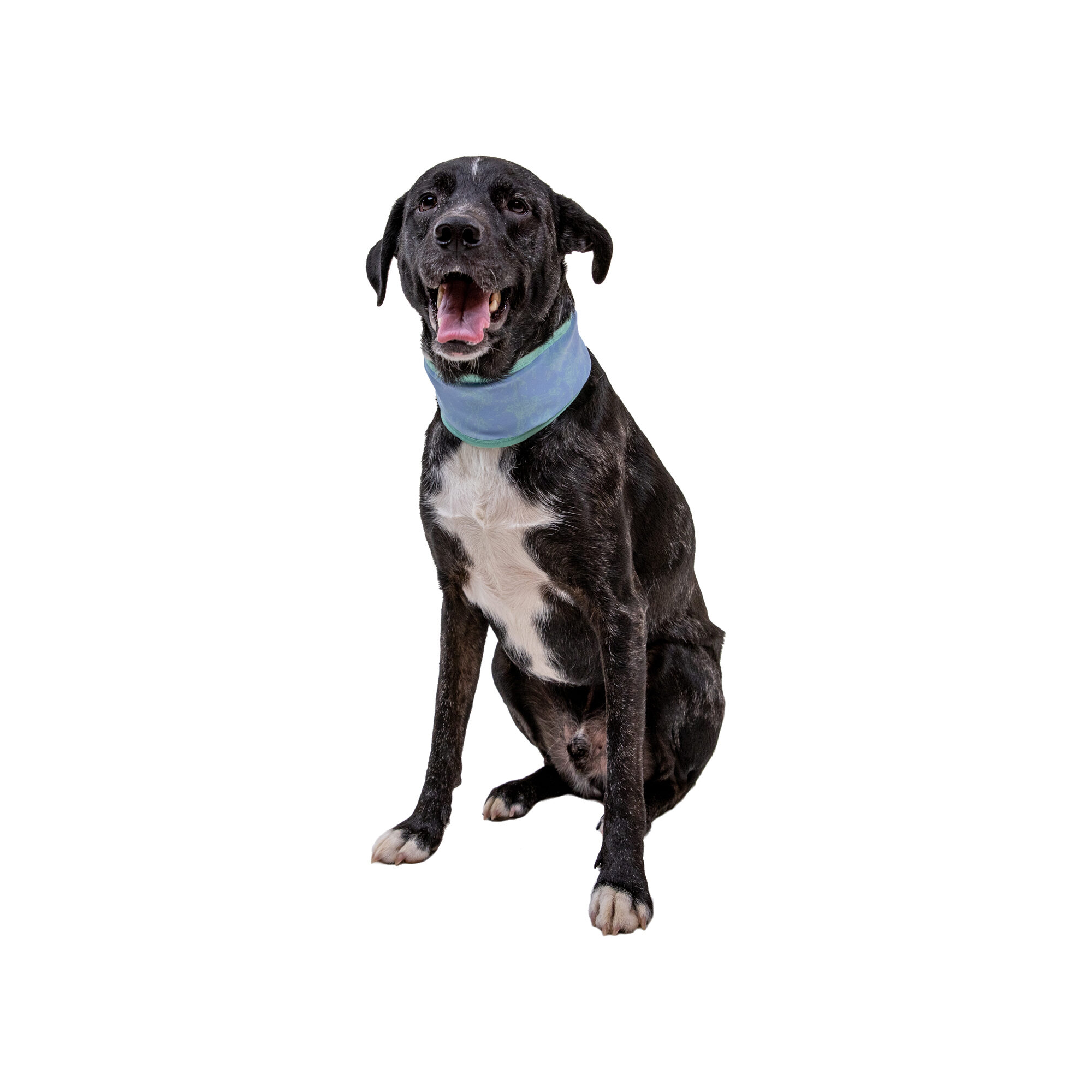Ruffwear Swamp Cooler Neck Gaiter - Graphite Gray - L