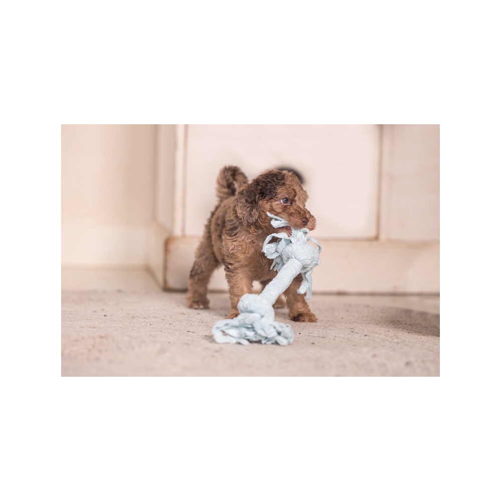 Beeztees Puppy Rope Toy Pim - 2 knots - blue