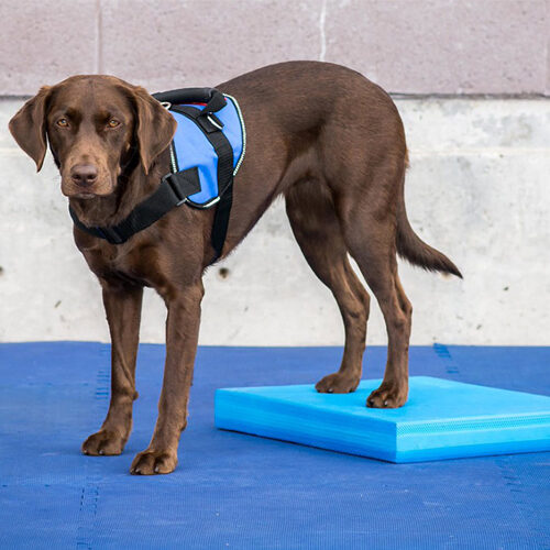 FitPAWS Balance Pad - 38 x 46 x 5 cm