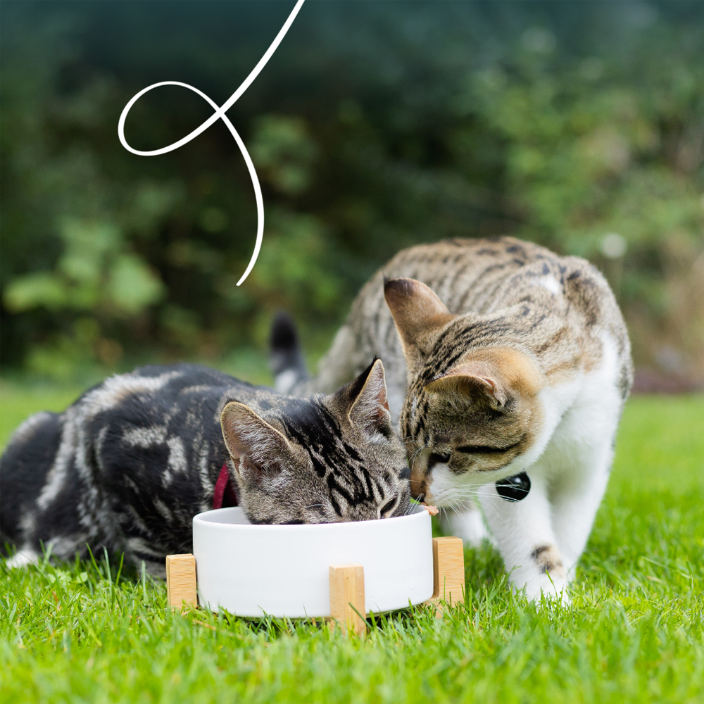 Yarrah - Bio Paté Cat Food - Chicken and salmon - 16 x 100g