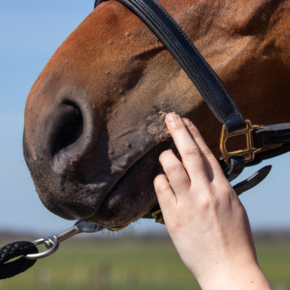 Equi Protecta Horse Ointment - 100ml