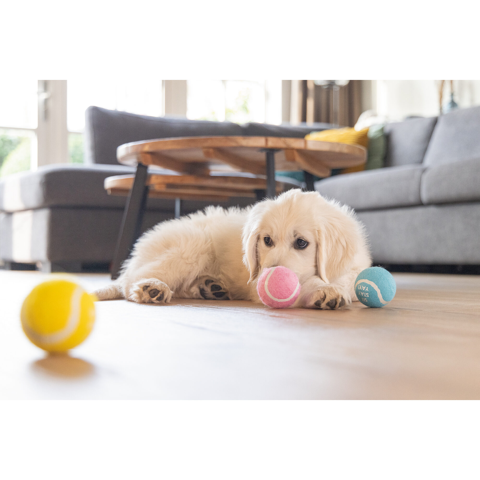 Beeztees Puppy Tennis Balls
