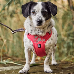 Weekend Warrior Harness II ECO