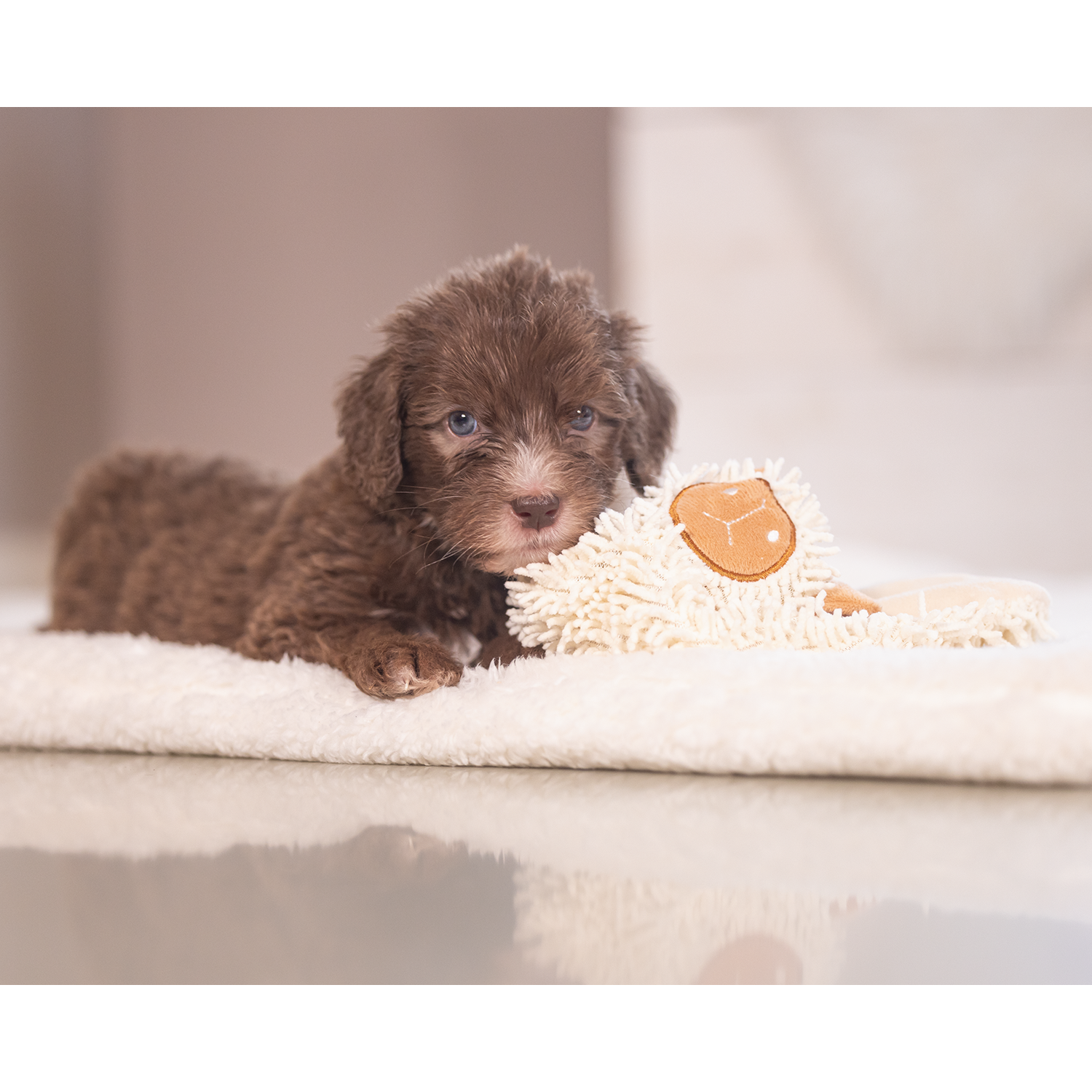 Beeztees Puppy Eco Cuddle Lap - Grey