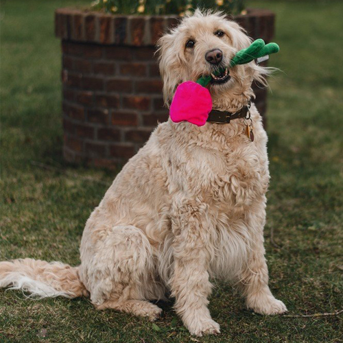 Beeztees Plush Flower - Tullip Tulipa