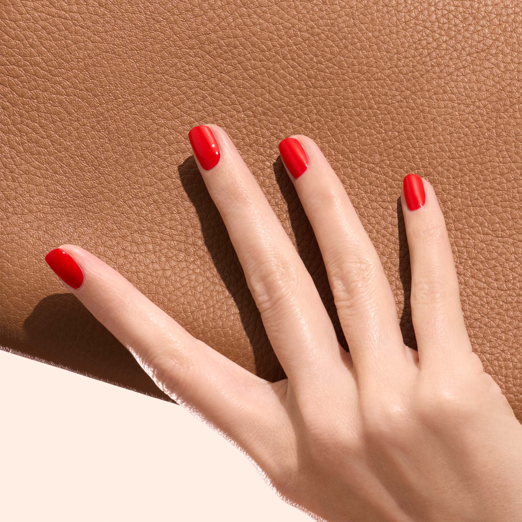 An��mone