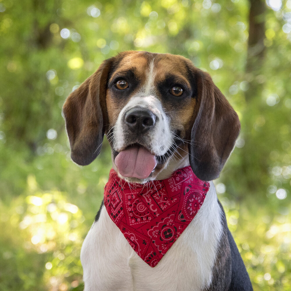 Flamingo Collar with Bandana - Red - XS