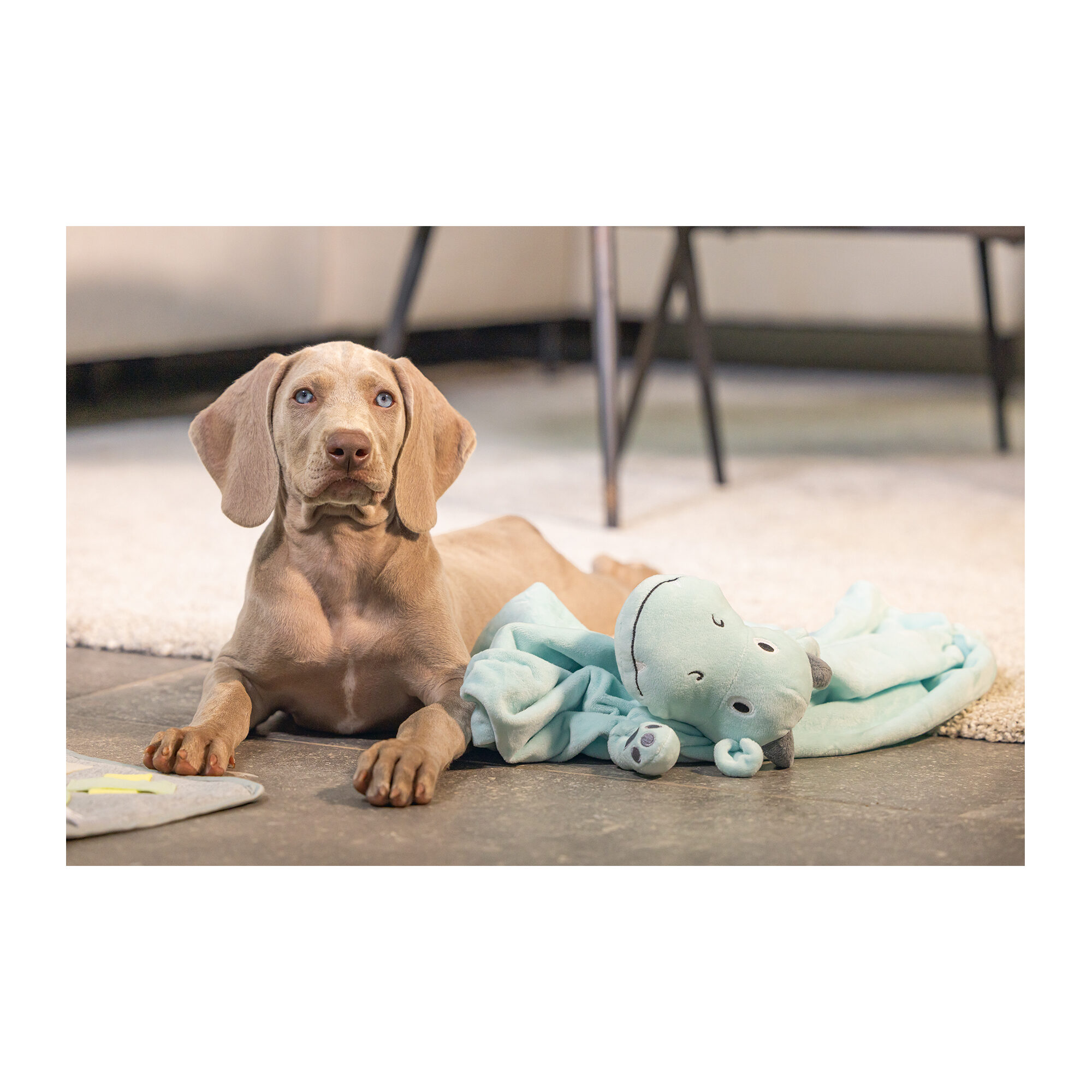 Beeztees Puppy Cuddle Cloth Dragon - Green - 31,5 x 25 x 7,5 cm