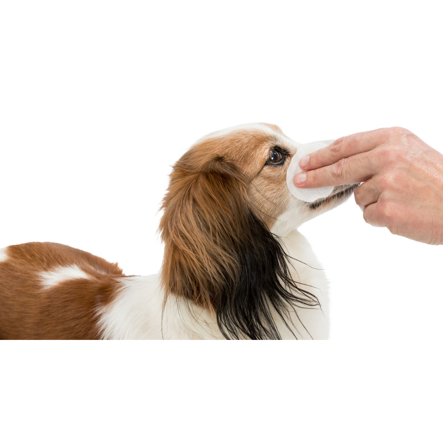 Trixie Eye Care Pads - 100 pcs.